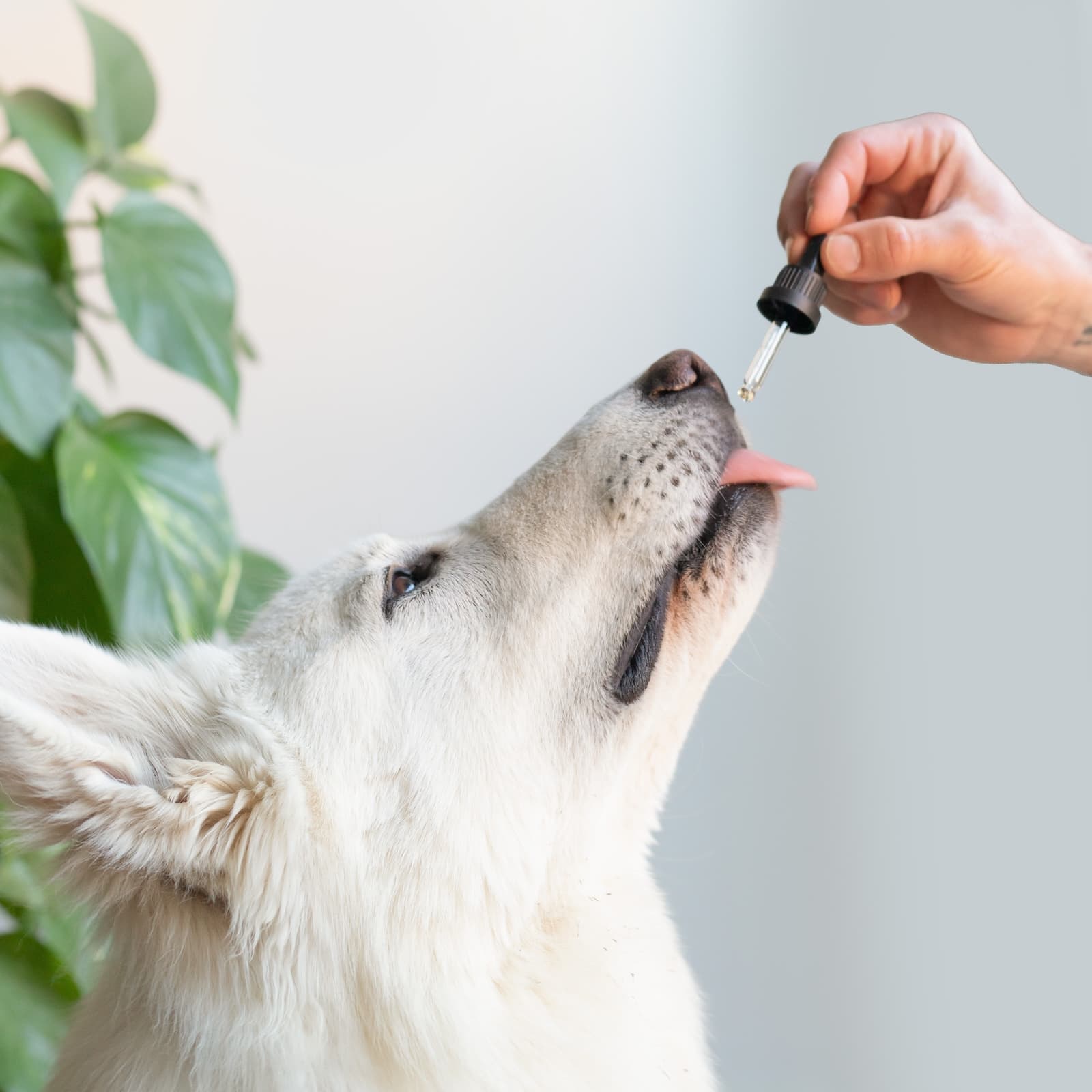 Olio CBD 7% per Cani Grandi | Bacon 10ml